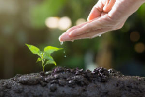 Soil plant growth